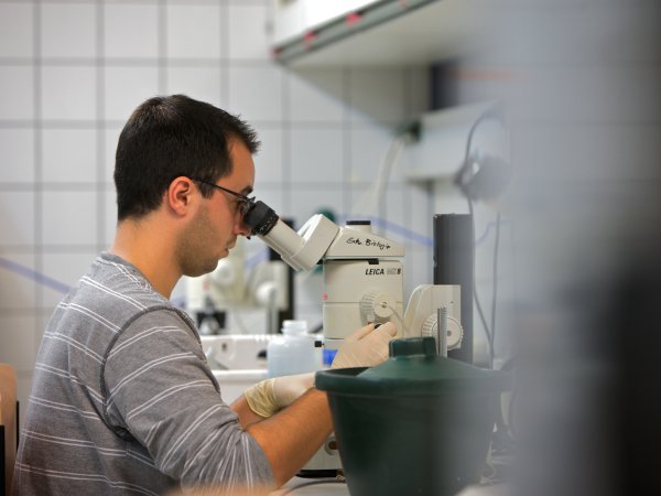 Laborsituation - Wissenschaftler schaut durch Mikroskop