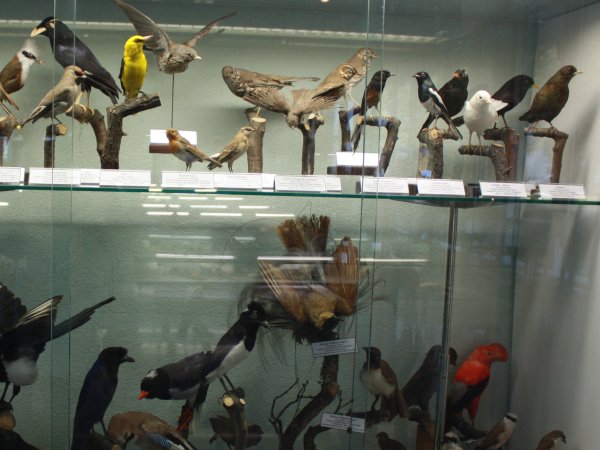 Vogelsammlung der Biologie