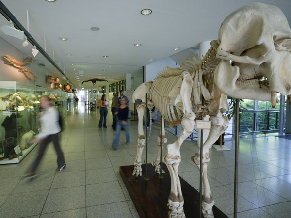 Skelett eines Elefanten im Zoologiegebäude der Universität Freiburg