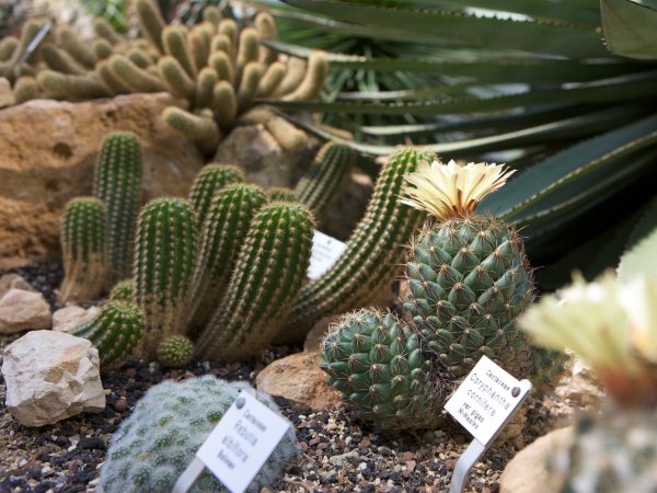 Verschiedene Sukkulenten/Kakteen im Botanischen Garten der Universität Freiburg