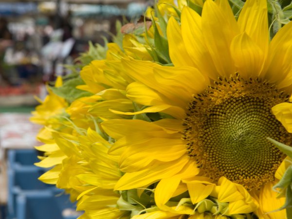 Nahaufnahme einer Sonnenblume auf dem Freiburger Münstermarkt