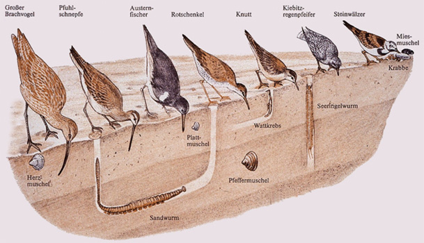 Grafik verschiedener Vögel, deren Schnäbel und der damit verbundenen Funktion