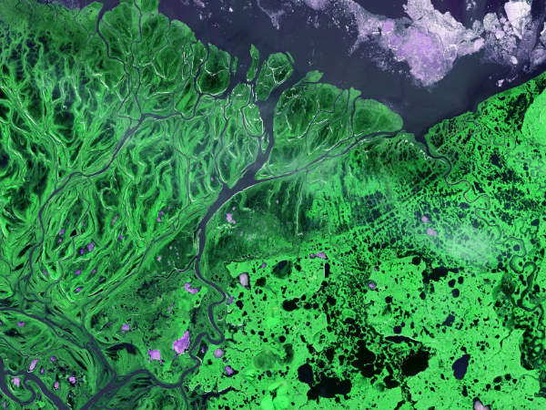 An intricate maze of small lakes and waterways define the Yukon Delta at the confluence of Alaska's Yukon and Kuskokwim Rivers with the frigid Bering Sea. Wildlife abounds on the delta and offshore where sheets of sea ice form during the coldest months of the year.