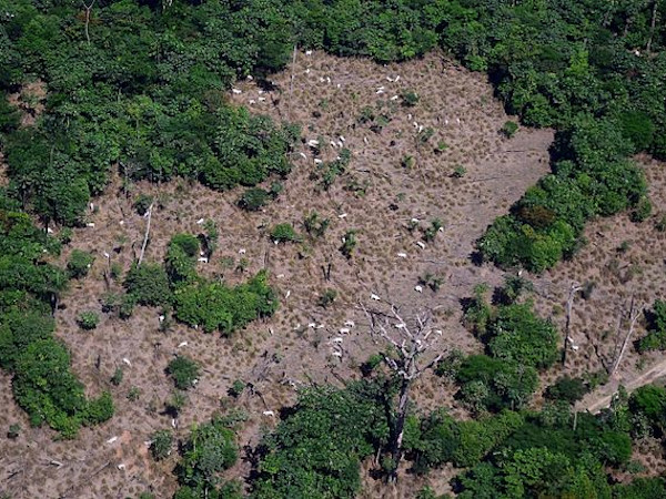 Operação Onda Verde, Brasil