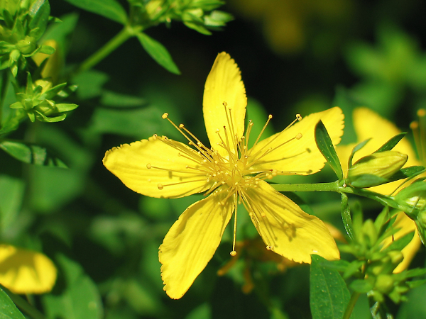 Johanniskrautblüte