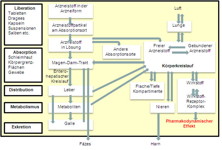 Grafik Pharmakokinetik
