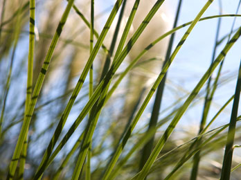 grass