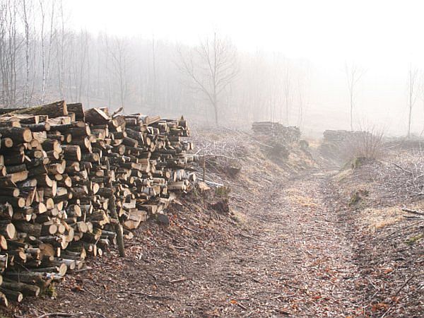 Holzstapel neben forstwirtschaftlichem Weg