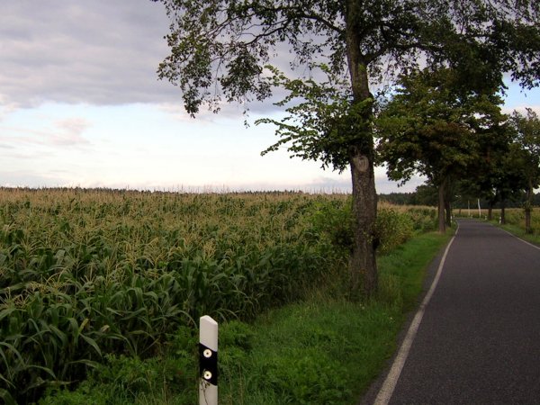 Maisbeschattung, Allee neben Feld