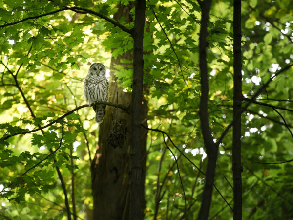 Eule im Wald.